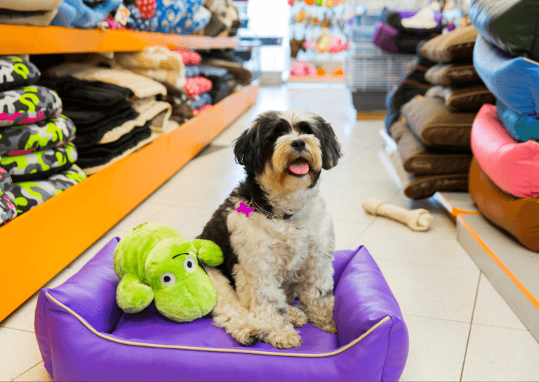 Black and white long-haired dog lying in a purple dog bed with a green stuffed toy in the aisle of a pet store.