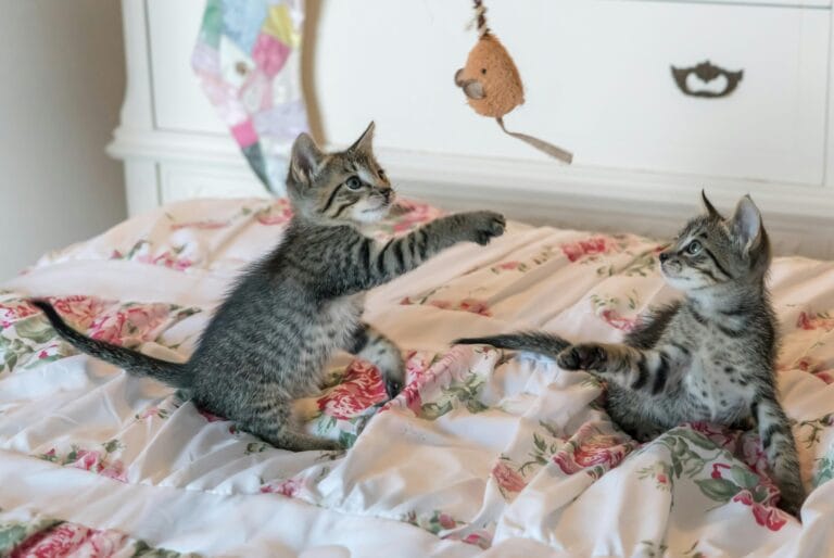 Two playful tabby kittens on a floral comforter, batting at a hanging toy above them.