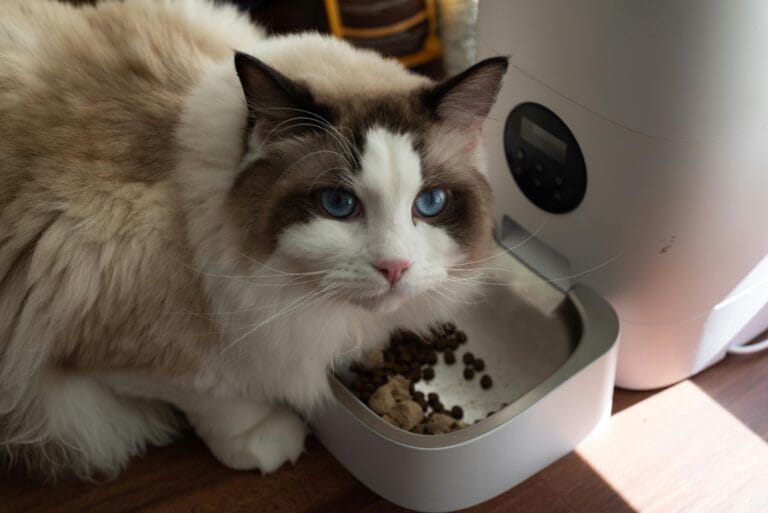 Cat eating from a bowl that automatically refills with food, showcasing a convenient feeding solution.