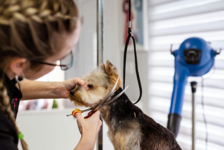 Groomer working with a dog using special scissors designed for cutting and trimming pet fur.