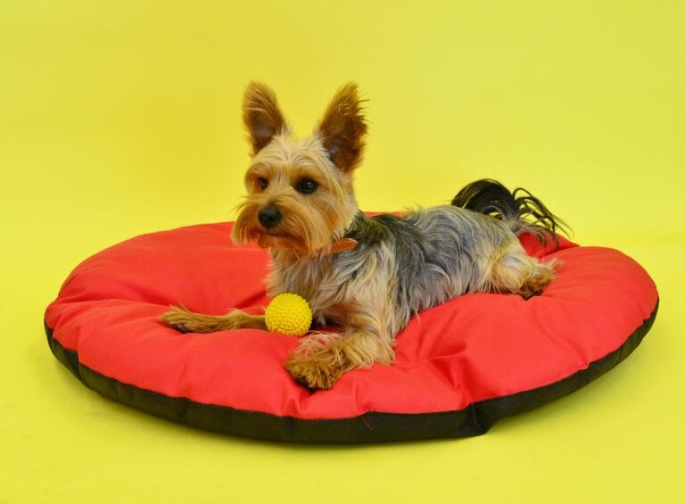 Lying dog on a red pet blanket with a toy ball beside it, placed on a yellow background.