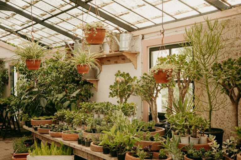 Plants in Greenhouse