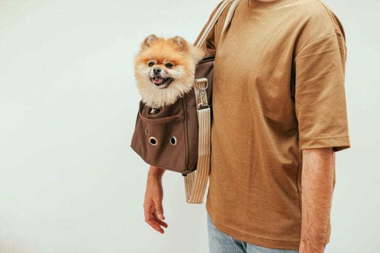 Pomeranian dog peeking out of a bag carried on someone's shoulder while walking.