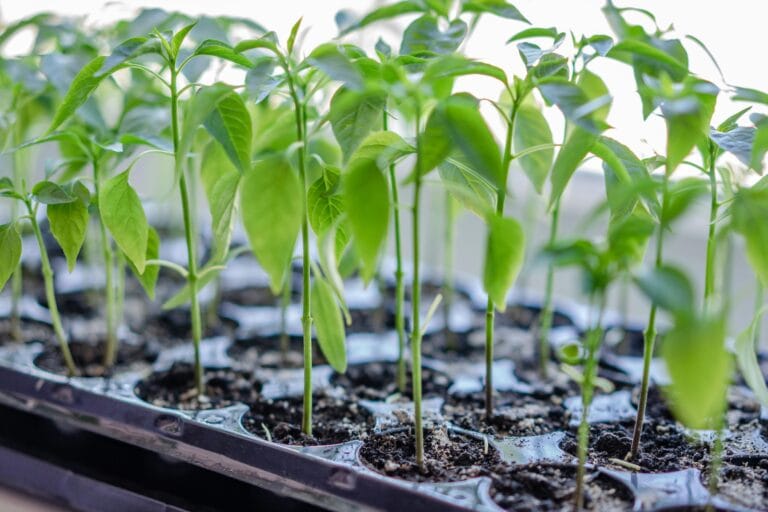 Close-up shot of young plants in a small container, showcasing a multitude of tiny seedlings.