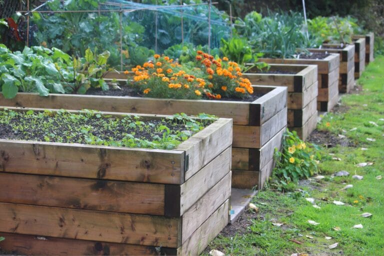 Raised garden beds filled with fresh soil, ideal for organized and accessible vegetable and flower planting in a backyard garden.